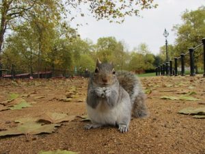 Grey squirrel sitting in London park